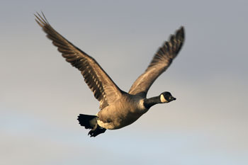 Wild Fowl photography by Betty Fold Gallery